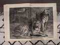 Harper’s Weekly Mar 18 1876 – Beacon Watch, Chinese Pirates, Royal Game-Tigers, Nast Cartoon, Complete with Supplement