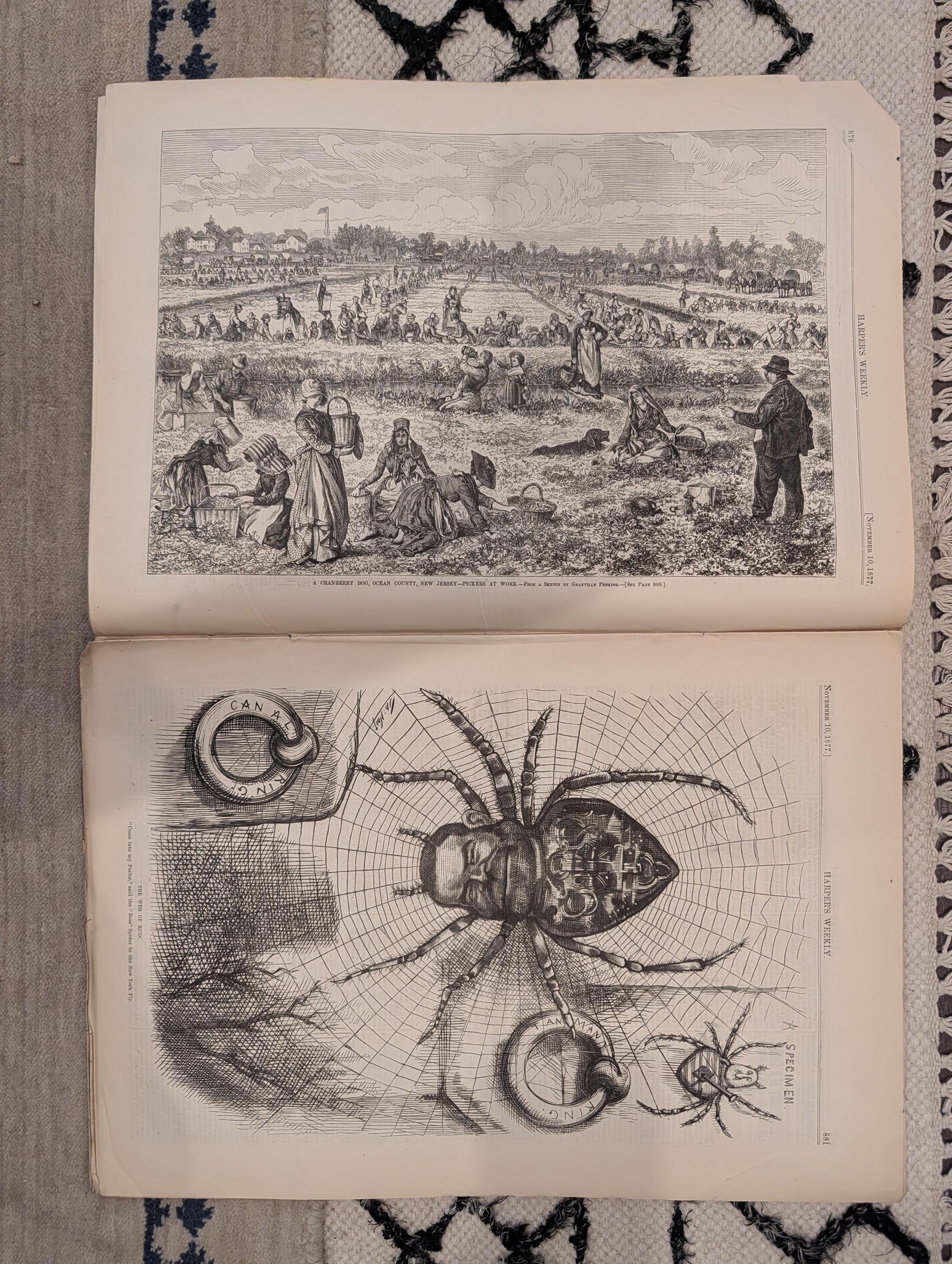 1877 New Jersey Cranberry Bog, Trafalgar Redoutable, Nast — Nov 10