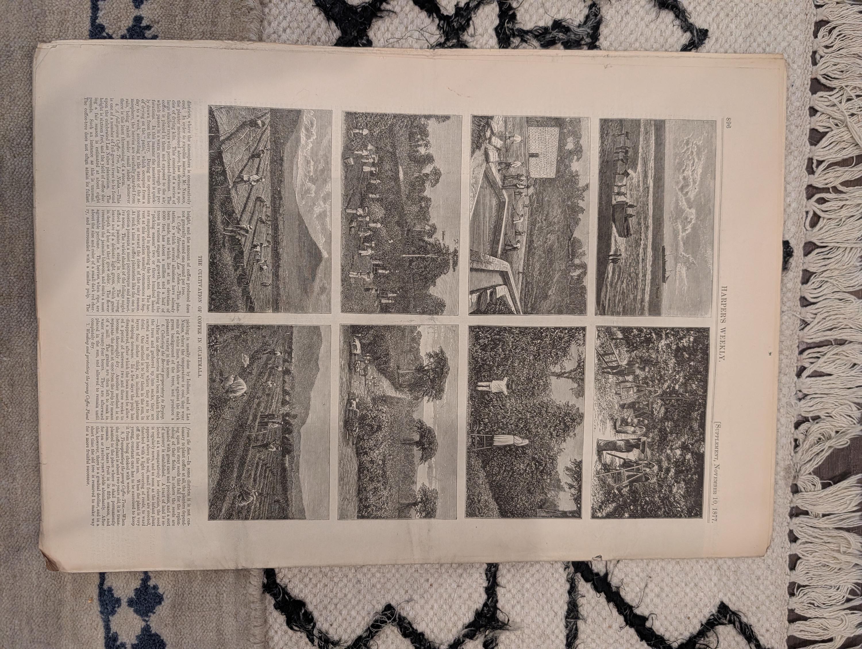 1877 New Jersey Cranberry Bog, Trafalgar Redoutable, Nast — Nov 10